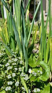 Slug Resistant Vegetables - Egyptian Walking Onions 