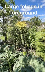 Large foliage in foreground 