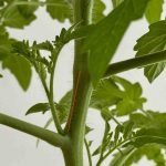tomato Internode length