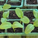 The "Good Crop" Myth & Mirage: Allotment Psychology & What "Good" Really Means A Good Crop .. cucumber germination in June