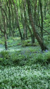 Can Fruit and Veg Be Grown In Woodlands? here alliums are growing.