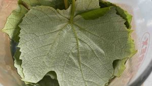 Cold brining grapevine leaves