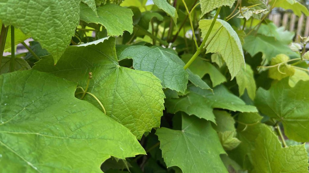 grape vine leaves