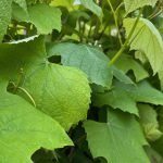 grape vine leaves, - Community Food Forest Garden Video
