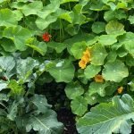 Plant Guilds For Gardeners Plant guild of purple sprouting brocoli and nasturtiums