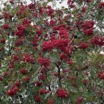 Rowan berries