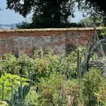 Vegetable Garden Trends Walled Garden History & Benefits - Cadhay