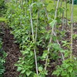 cadhay allotments, a form of community gardening?