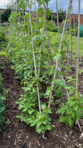 Beans growing at Cadhay, inspired by Community Garden History maybe?