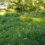 woodland glade Can Fruit and Veg Be Grown In Woodlands?