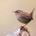 Attribution-Alexis-Lours-CC-BY-4.0-via-Wikimedia-Commons-2048px-Eurasian_wren_Troglodytes_troglodytes