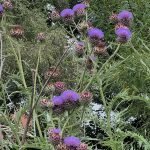 Food Forest v Allotment: A UK Grower's Guide to Real-World Yields Carddon flowers in a food forest