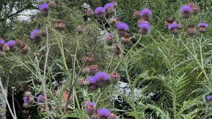 Cardoons can be on either side of the Food Forest v Allotment debate
