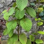 peat free gardening