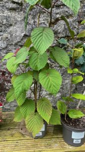 Davidia involucrata, grown in peat free compost. So peat free gardening is possible!