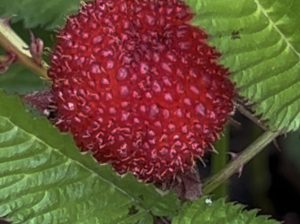 Japanese WineBerry :  A Historical Perspective on Vegetables