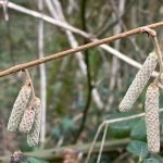 Forest Gardens: A Sustainable Vision for UK Gardeners Living with nature in a food forest