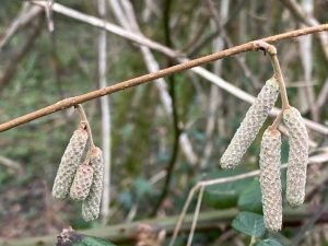 Forest Gardens: A Sustainable Vision for UK Gardeners. Hazel catkins