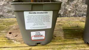 RHS Transition to Peat-Free is possible. Here is a Davidia involucrata, grown in peat free compost. So peat free gardening is possible!