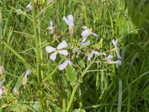 Don't Starve Your Soil. Fodder Radish