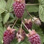 loganberry