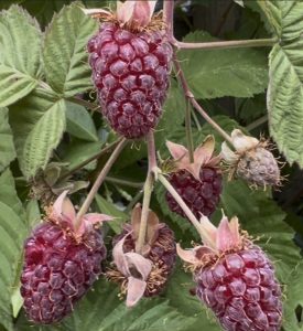 loganberry