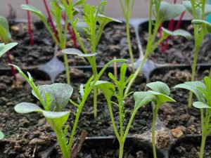 Sourcing Quality Seeds & Plants