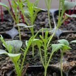60 Unusual Perennial & Kitchen Garden Edibles Unusual Perennial & Kitchen Garden Edibles. How To Sterilise Garden Soil