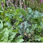 What Are Plant Guilds? what are plant guilds?