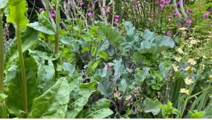 What are plant guilds?
