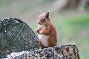 Designing for Resilience and Biodiversity