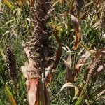 Sorghum Seed Head