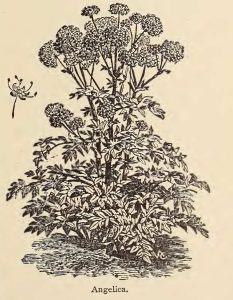 Angelica