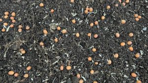 Gardeners Often Believe That Garden Beans Have a Short Season. But There Is One That Can Be Grown Every Day Of The Year. Discover Vicia faba Here .. And How To Grow It.