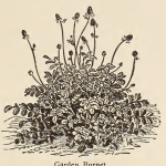 Salad Burnet According to Vilmorin Salad Burnet According to Vilmorin
