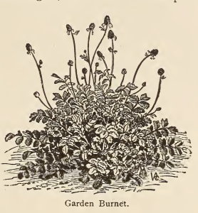 Salad Burnet According to Vilmorin