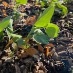 Vicia faba grown in a food forest as a leaf crop.