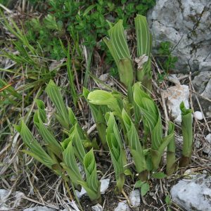 Hostas Are Edible. Hosta sieboldiana