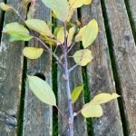 Bradninch black apple