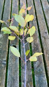 Bradninch Black Apple on own rootstock, ready for planting.