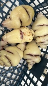 How to grow mashua one of the Fruit & Vegetables of South America