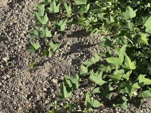 How To Grow Sweet Potatoes
