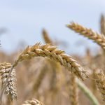 Population wheat