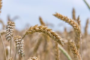 Population wheat
