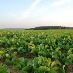 How To Grow Sugar In UK Gardens & Allotments. How to grow sugar