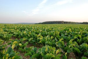 how to grow sugar,