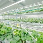 960px-Vertical_plant_inside_New