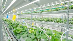 Vertical Veg Gardening,
Ilnar A. Salakhiev, CC BY 3.0 <https://creativecommons.org/licenses/by/3.0>, via Wikimedia Commons