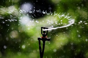 When should plants be watered? 