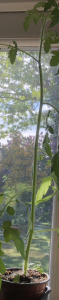 Tall Tomato Plants, Etiolation, Etiolated tomato, 